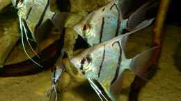 aquarium-von-marco-my-1000l-tank_Pterophyllum scalare Peru-Altum Honigflecken 25.01.15