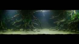 aquarium-von-marco-my-1000l-tank_~My-1000L-Tank~ 07.01.15 mit 2x10Watt u. 1x20Watt LED-Fluter