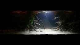 aquarium-von-marco-my-1000l-tank_Gesamtansicht nur mit 1x20W LED-Fluter + Dämmerungsbeleucht