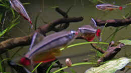 aquarium-von-summse-tanichthys-micagemmae---vietnames--kardinalfische_Lieblingsbeschäftigungen - Rivalen verjagen, Imponieren und