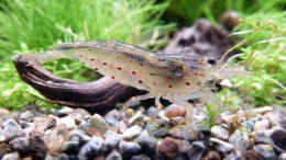 aquarium-von-summse-tanichthys-micagemmae---vietnames--kardinalfische_Amano Männchen