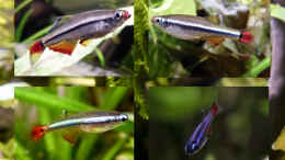 aquarium-von-summse-tanichthys-micagemmae---vietnames--kardinalfische_Vater, Mutter, Kinder