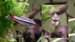 aquarium-von-summse-tanichthys-micagemmae---vietnames--kardinalfische_Seiten- und Frontansicht