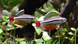 aquarium-von-summse-tanichthys-micagemmae---vietnames--kardinalfische_Imponierende kleine Juwelen 