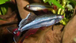 aquarium-von-summse-tanichthys-micagemmae---vietnames--kardinalfische_ausgewachsenes Männchen & im Hintergrund ein Weibchen