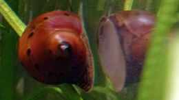 aquarium-von-summse-tanichthys-micagemmae---vietnames--kardinalfische_Rennschnecke