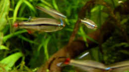 aquarium-von-summse-tanichthys-micagemmae---vietnames--kardinalfische_Vietnamesische Kardinalfische - zu schnell für ein Foto