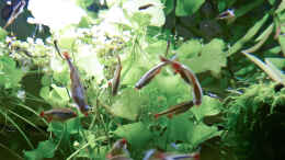 aquarium-von-summse-tanichthys-micagemmae---vietnames--kardinalfische_Gruppenfoto meiner hungrigen Meute
