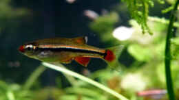 aquarium-von-summse-tanichthys-micagemmae---vietnames--kardinalfische_vermutlich ein Weibchen
