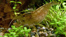 aquarium-von-summse-tanichthys-micagemmae---vietnames--kardinalfische_schwangere Amanogarnele