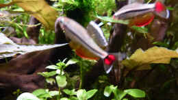 Foto mit Imponierende Vietnamesische Kardinalfische c