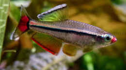 Foto mit Imponierender Vietnamesischer Kardinalfisch