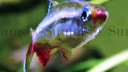 Foto mit Tanichthys micagemmae - Vietnamesische Kardinalfische