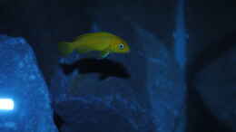 aquarium-von-kevin-kevins-kleiner-malawi-traum_Pseudotropheus saulosi Weibchen (so Gott will =))