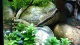 aquarium-von-gruenhexe-rhinogobius-duospillus-paradies---biotop_Flusskiesel 30.01.2015