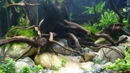 aquarium-von-gruenhexe-rhinogobius-duospillus-paradies---biotop_Gesamtansicht am 30.1.15