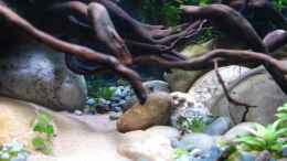 aquarium-von-gruenhexe-rhinogobius-duospillus-paradies---biotop_