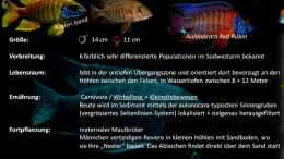 aquarium-von-lynex-malawispeluncam_Aulonocara