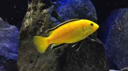 aquarium-von-lynex-malawispeluncam_Labidochromis 