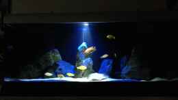 aquarium-von-lynex-malawispeluncam_Mit normaler Beleuchtung