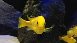 aquarium-von-lynex-malawispeluncam_Yellow