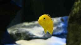 aquarium-von-lynex-malawispeluncam_yellow