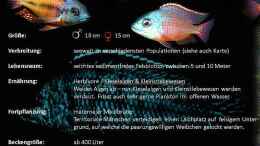aquarium-von-lynex-malawispeluncam_Prototmelas 