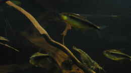 Aquarium einrichten mit Schwarzer Neon / Amano Garnele