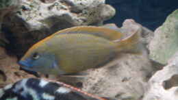Aquarium einrichten mit Nimbochromis Venustus