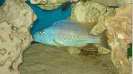 Aquarium einrichten mit Tyrannochromis Nigriventer F1