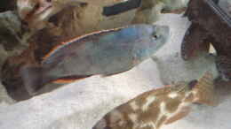 Foto mit Nimbochromis Livingstoni Paar
