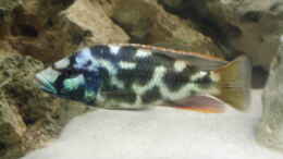 Foto mit Nimbochromis Livingstoni