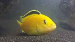 aquarium-von-flo-ka-baustelle-0-8-15_Labidochromis