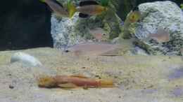 aquarium-von-tattooindi-becken-31060_yellow head