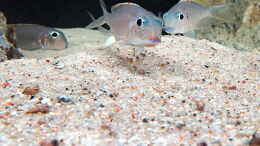 aquarium-von-tattooindi-becken-31060_tragende Weibchen