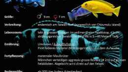 aquarium-von-flutsch-mein-malawi-delta_Pseudotropheus saulosi (malawi-guru.de)