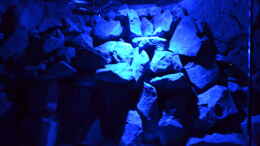 aquarium-von-flutsch-mein-malawi-delta_Mondlicht