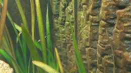 aquarium-von-gunnar2060-malawi-juwel-trigon-350_Algen auf der Rückwand