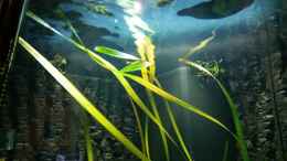 aquarium-von-gunnar2060-malawi-juwel-trigon-350_Kammhaut 30.10.2014