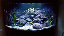 aquarium-von-gunnar2060-malawi-juwel-trigon-350_Pflanzen verkauft ;)