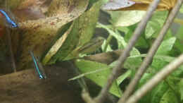 Aquarium einrichten mit paracheirodon simulans und trichopsis pumila (Weibchen,