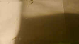 Foto mit trichopsis pumila, Jungfische im Aufzuchtbecken am 27.10.2014