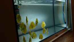 aquarium-von-marco-aufzuchtbecken_San Merah Diskus 09.10.14