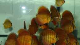 aquarium-von-marco-aufzuchtbecken_San Merah und Leopard Snakeskin Diskus am 14.12.14