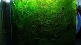 aquarium-von-denise83-zwergkrallenfroschpfuetze_60l grüne Hölle- Zeit zu gärtnern :-)
