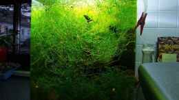 aquarium-von-denise83-zwergkrallenfroschpfuetze_Auch Becken ohne Bodengrund können grün sein