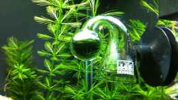 aquarium-von-nano73-nano-becken_CO2 Langzeittest (nur noch als Beispiel)