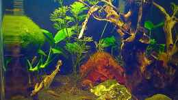 aquarium-von-sale87-nano-kakadu-_Front mit Baby Kakadu