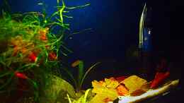 aquarium-von-sale87-micro-nano_Seitenansicht von links