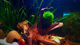 aquarium-von-sale87-zuchtbecken-apistogramma-cacatuoides_linke Beckenhälfte mit Weibchen